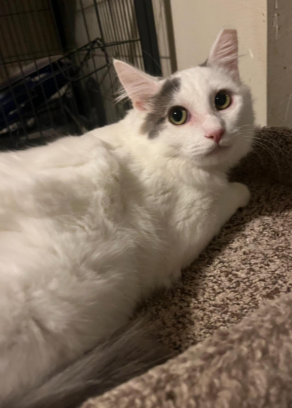 Gray - gentle boy just wants a family , a ADOPTABLE mixed breed in Marysville, WA image 2/5