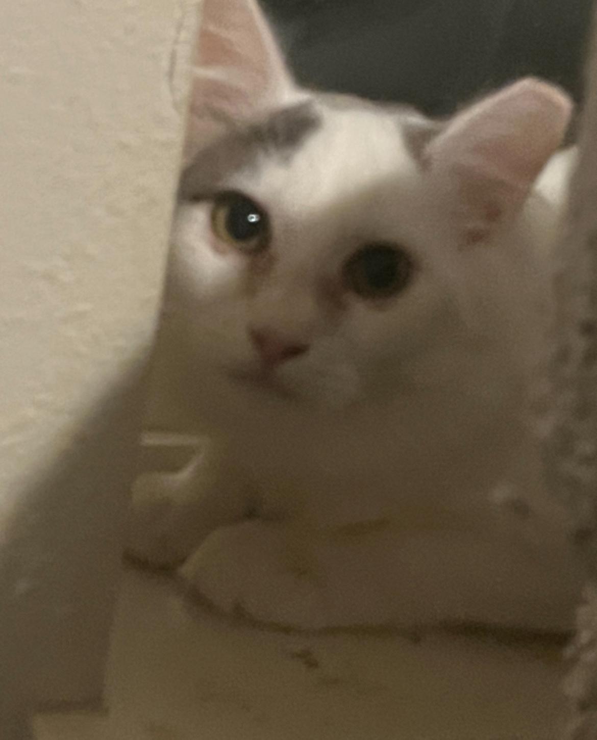 Gray - gentle boy just wants a family , a ADOPTABLE mixed breed in Marysville, WA image 3/5