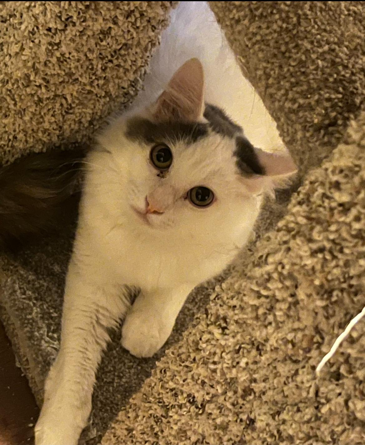 Gray - gentle boy just wants a family , a ADOPTABLE mixed breed in Marysville, WA image 1/5