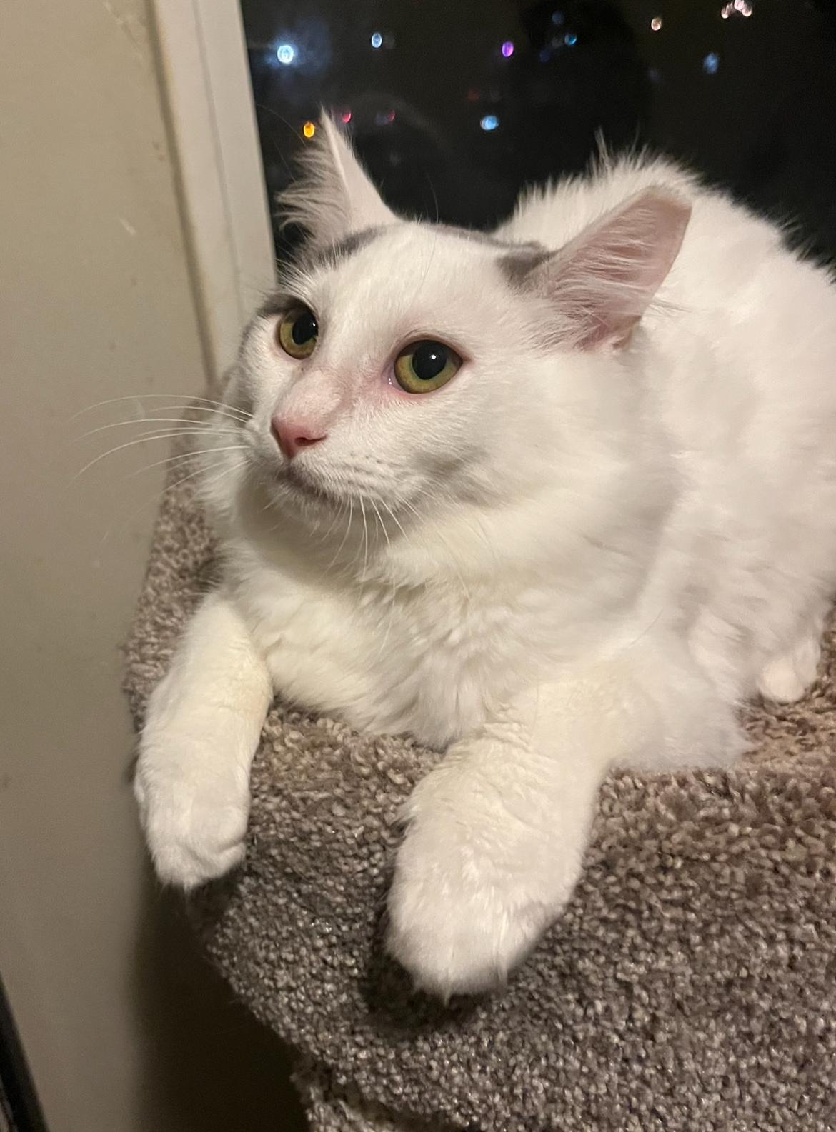 Gray - gentle boy just wants a family , a ADOPTABLE mixed breed in Marysville, WA image 4/5