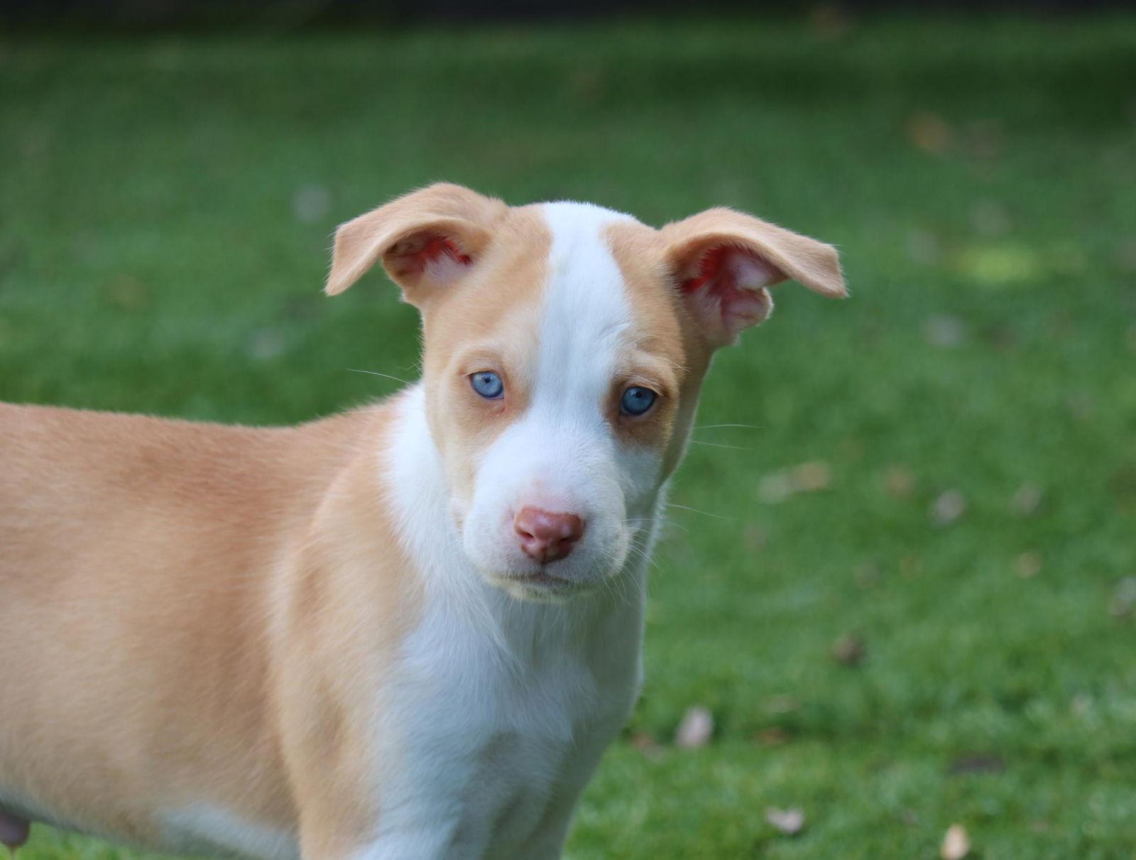 Enlarge Watcher - *Courtesy Listing*, a Adoptable Husky in San Diego, CA image 1/1