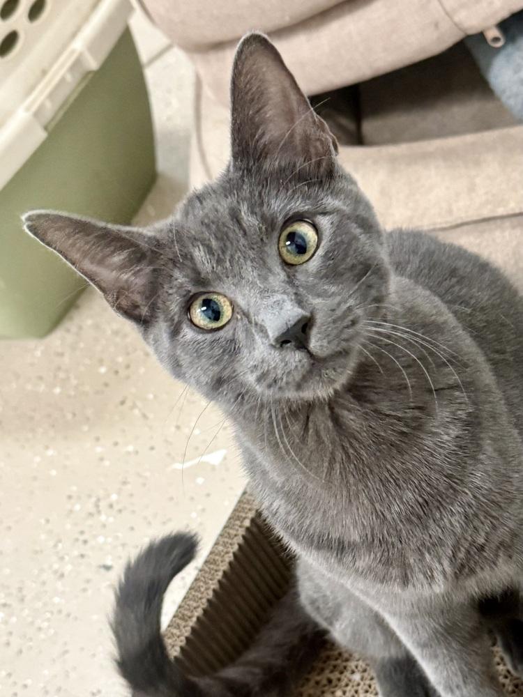 Enlarge Meeko, a Adopted mixed breed in Highlands Ranch, CO image 5/5