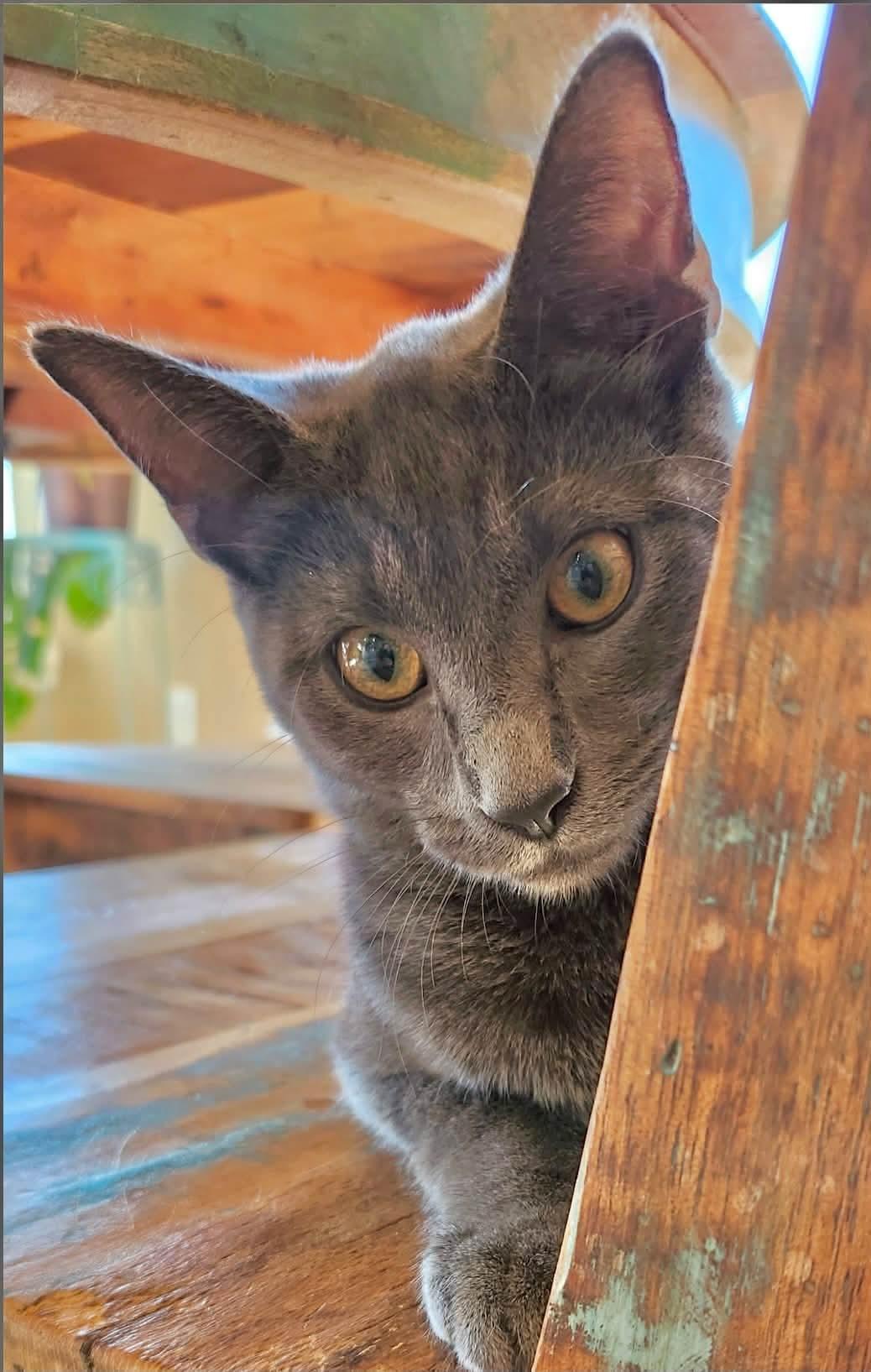 Meeko, Adopted, Young Male Domestic Short Hair & Maine Coon.