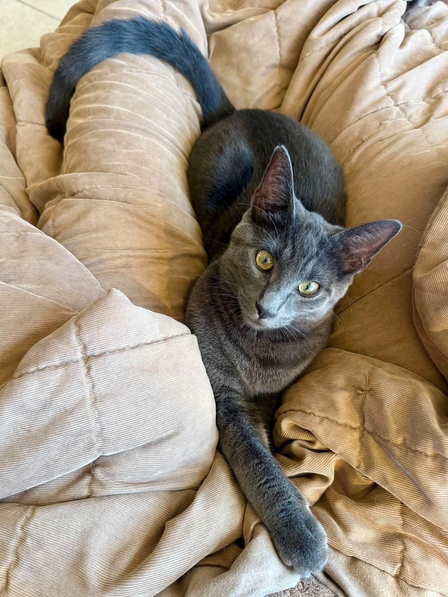 Enlarge Meeko, a Adopted mixed breed in Highlands Ranch, CO image 4/5
