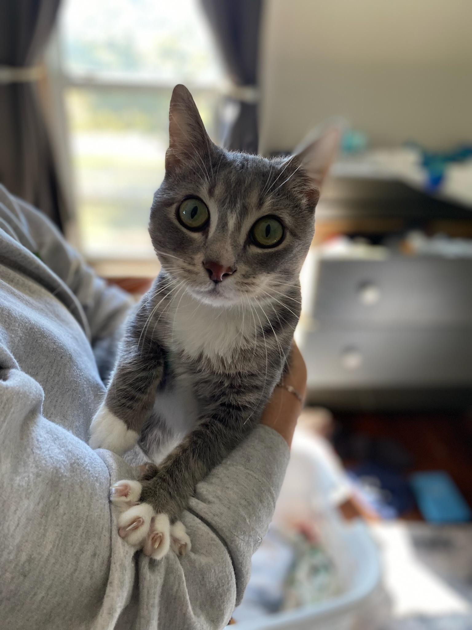 Ringo, adopted, Young Male Domestic Short Hair.