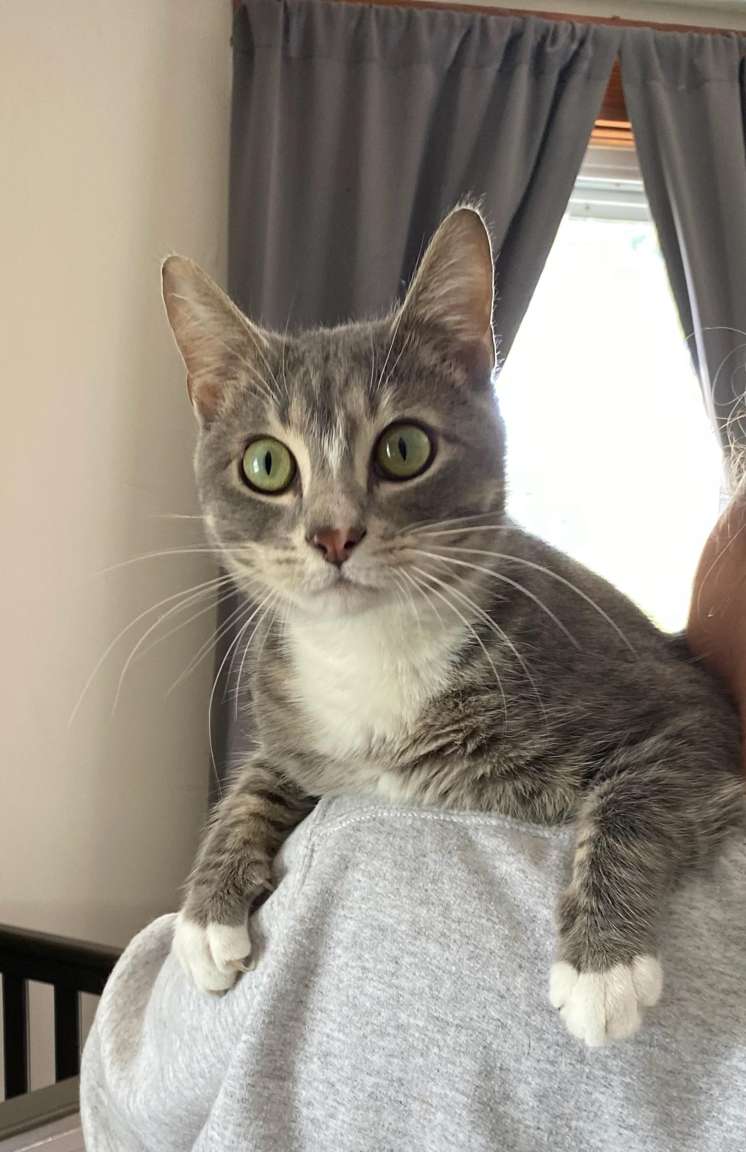 Enlarge Ringo, an adopted Domestic Short Hair in Amboy, IL image 3/3