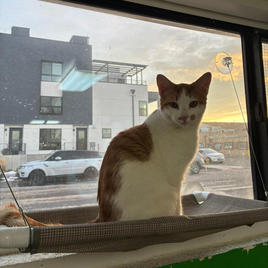 Kyro Houston, Adoptable, Young Male Domestic Short Hair.