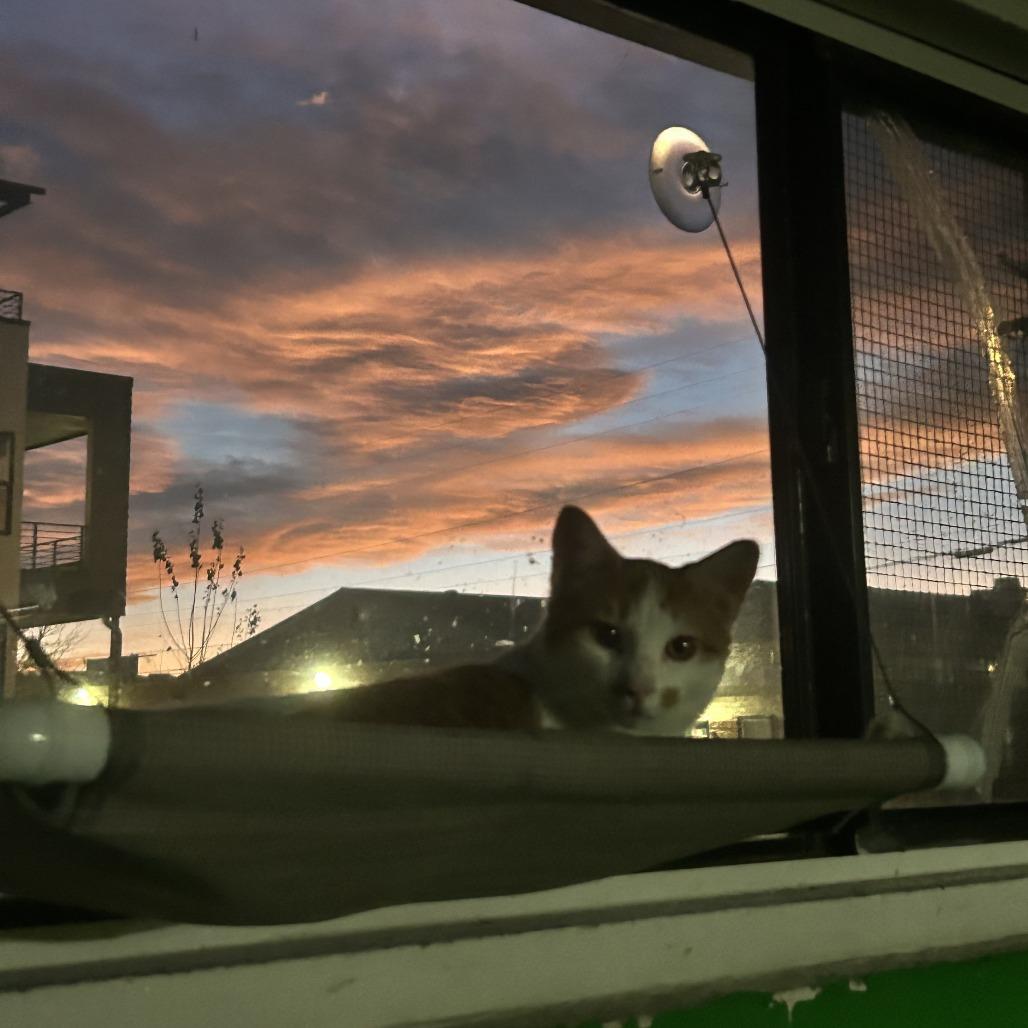 Enlarge Kyro Houston, a Adoptable Domestic Short Hair in Denver, CO image 2/4