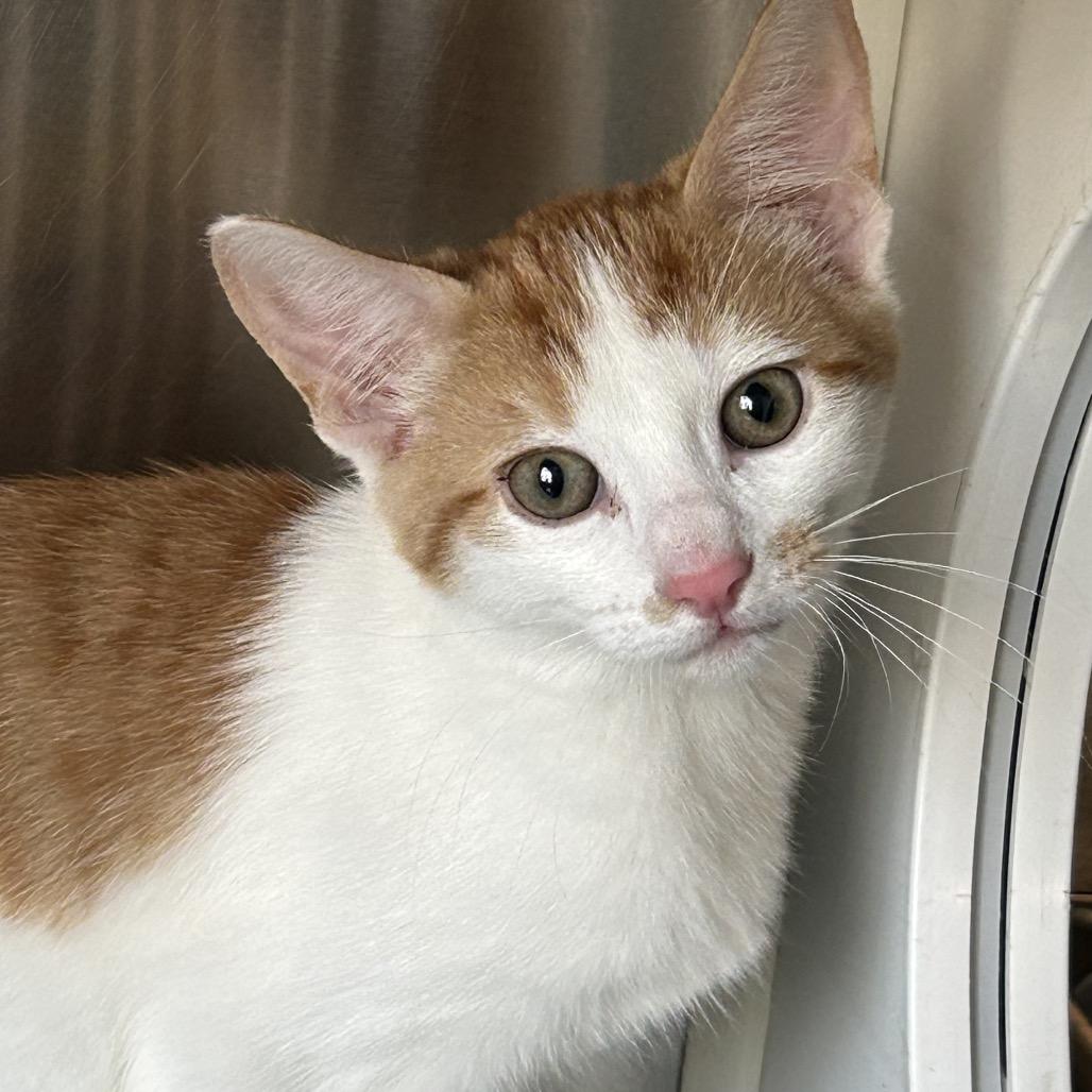 Enlarge Kyro Houston, a Adoptable Domestic Short Hair in Denver, CO image 3/4