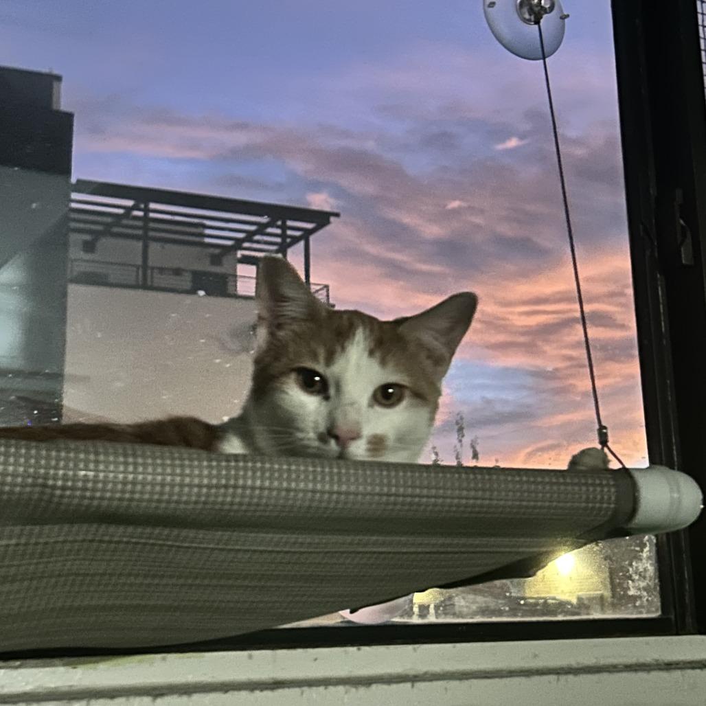 Enlarge Kyro Houston, a Adoptable Domestic Short Hair in Denver, CO image 4/4