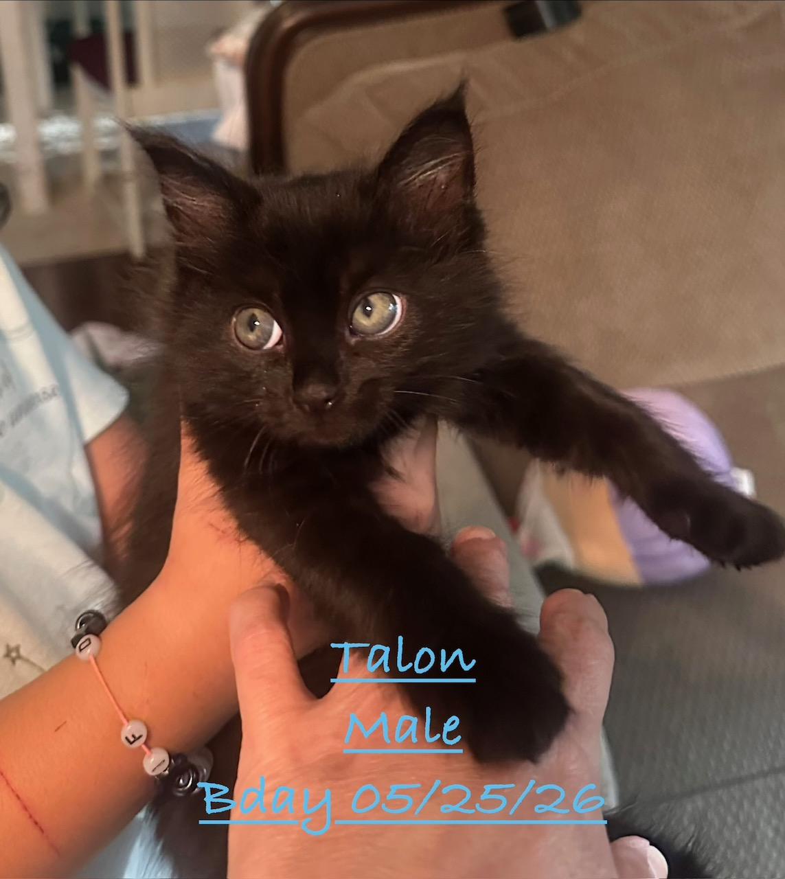 Enlarge Talon, a Adoptable Domestic Short Hair in Johnson City, TN image 1/1