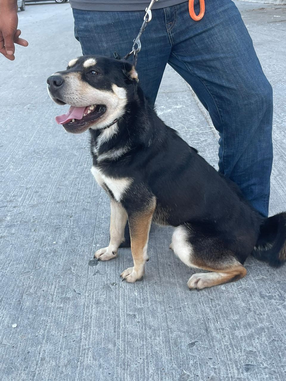 Nala