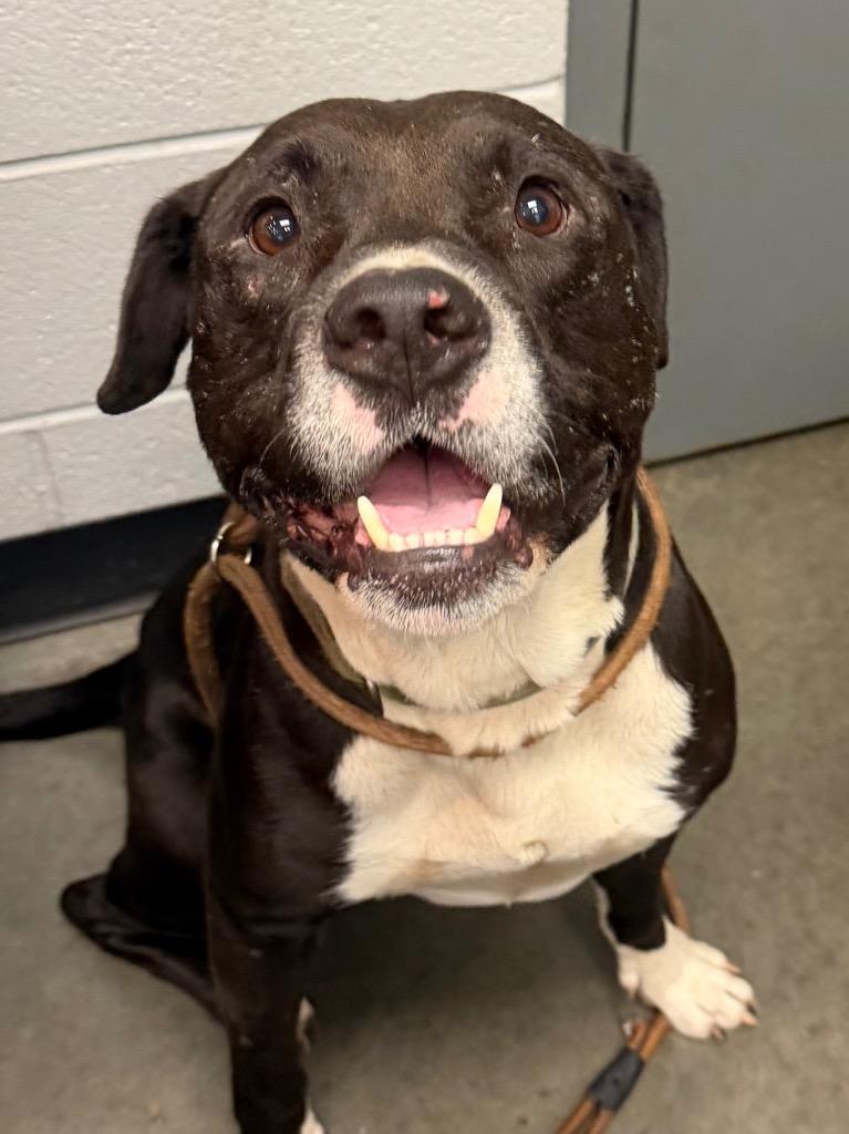 Oreo, Adoptable, Young Male Pit Bull Terrier.