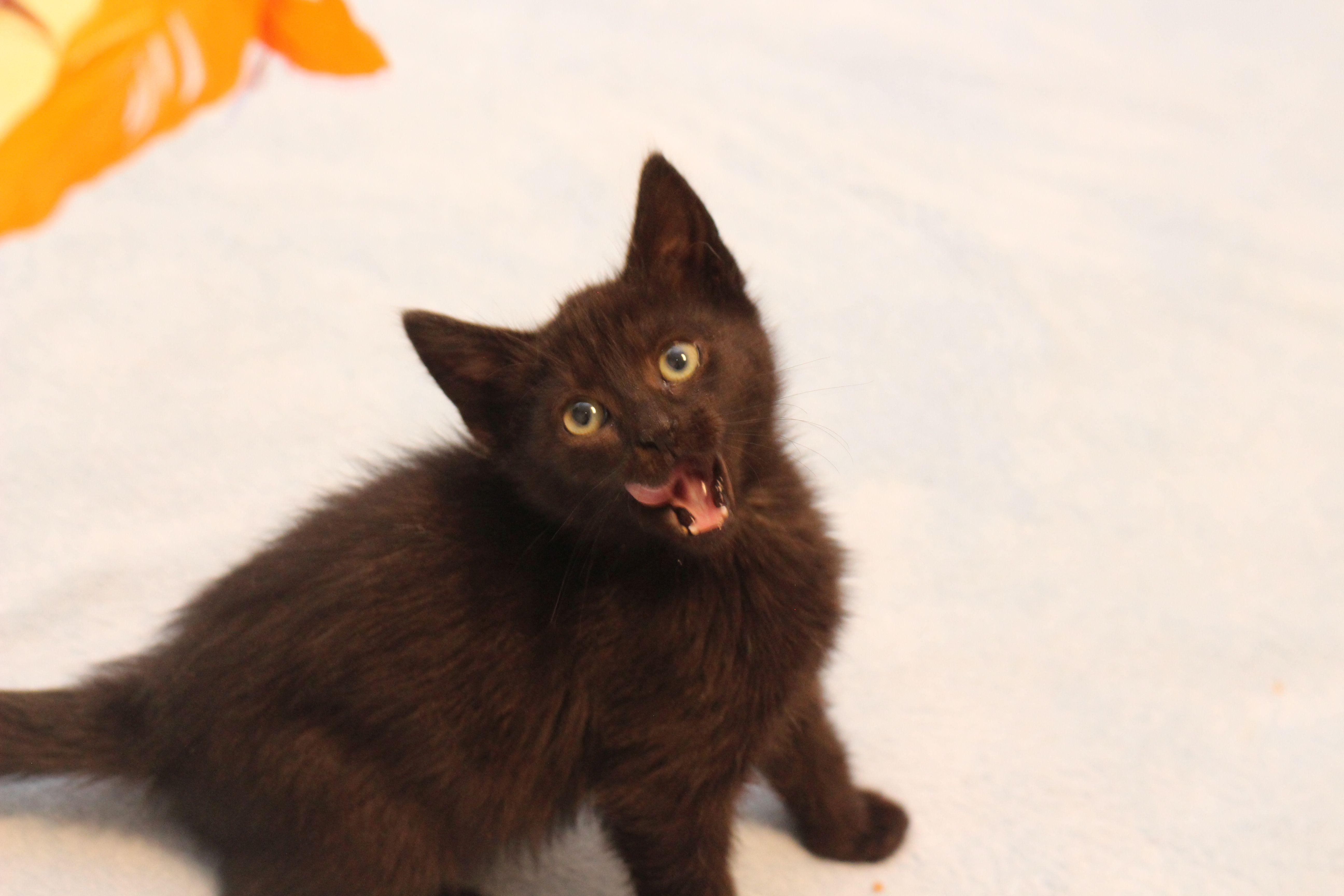Enlarge Ever, a Adoptable Domestic Short Hair in Lethbridge, AB image 1/3