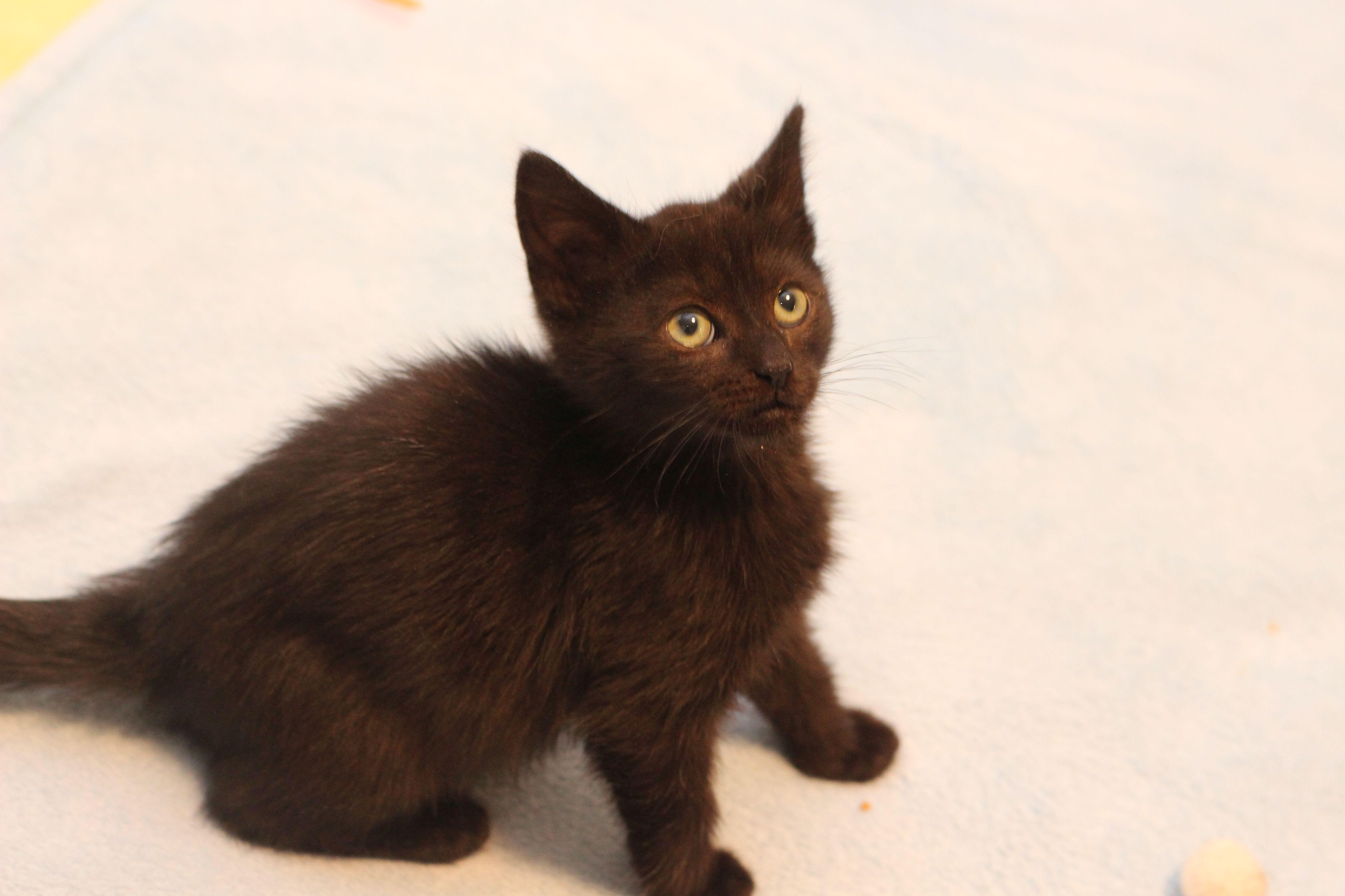Enlarge Ever, a Adoptable Domestic Short Hair in Lethbridge, AB image 2/3