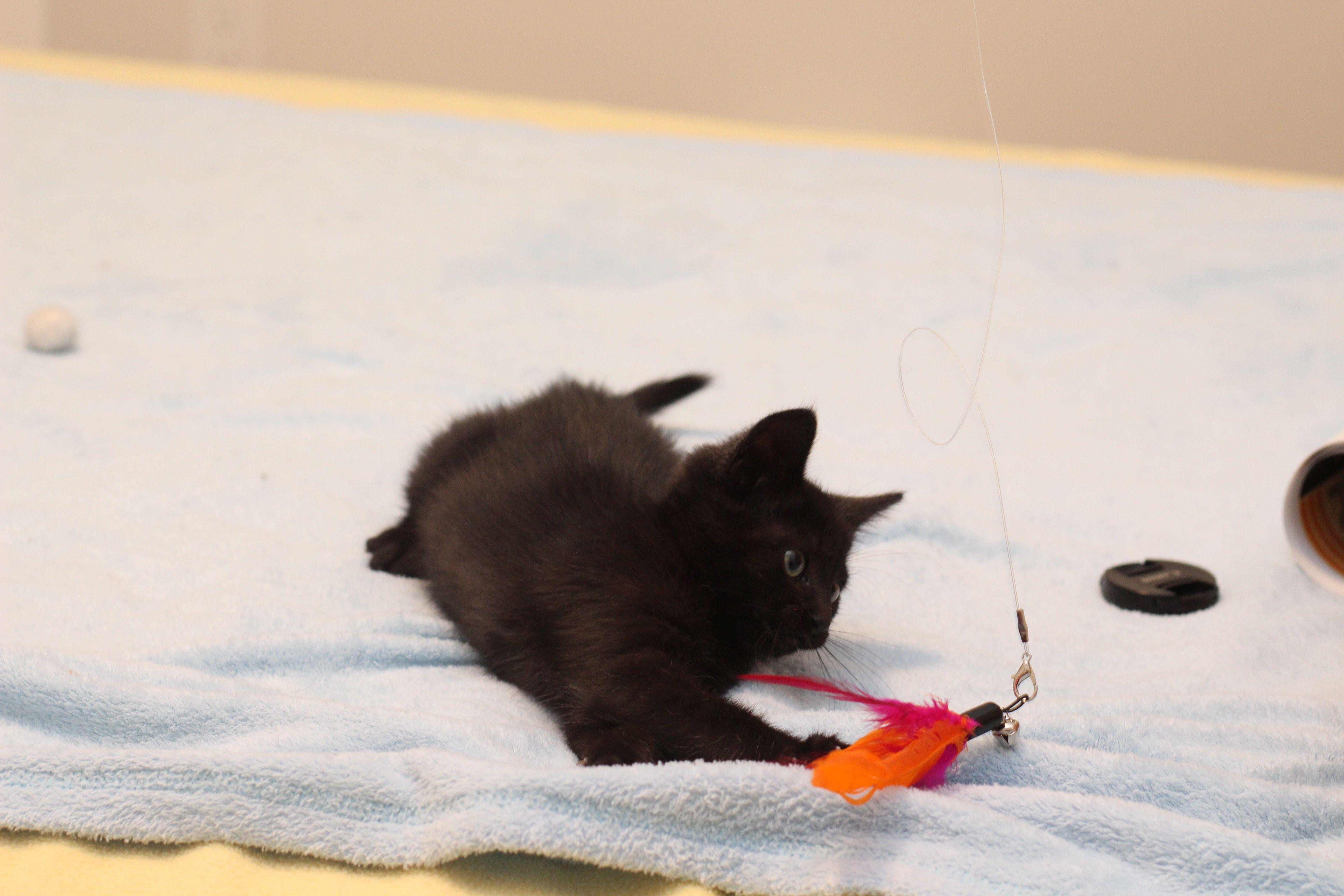 Enlarge Ever, a Adoptable Domestic Short Hair in Lethbridge, AB image 3/3