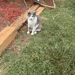 Rae, Adoptable, Adult Female Domestic Short Hair.