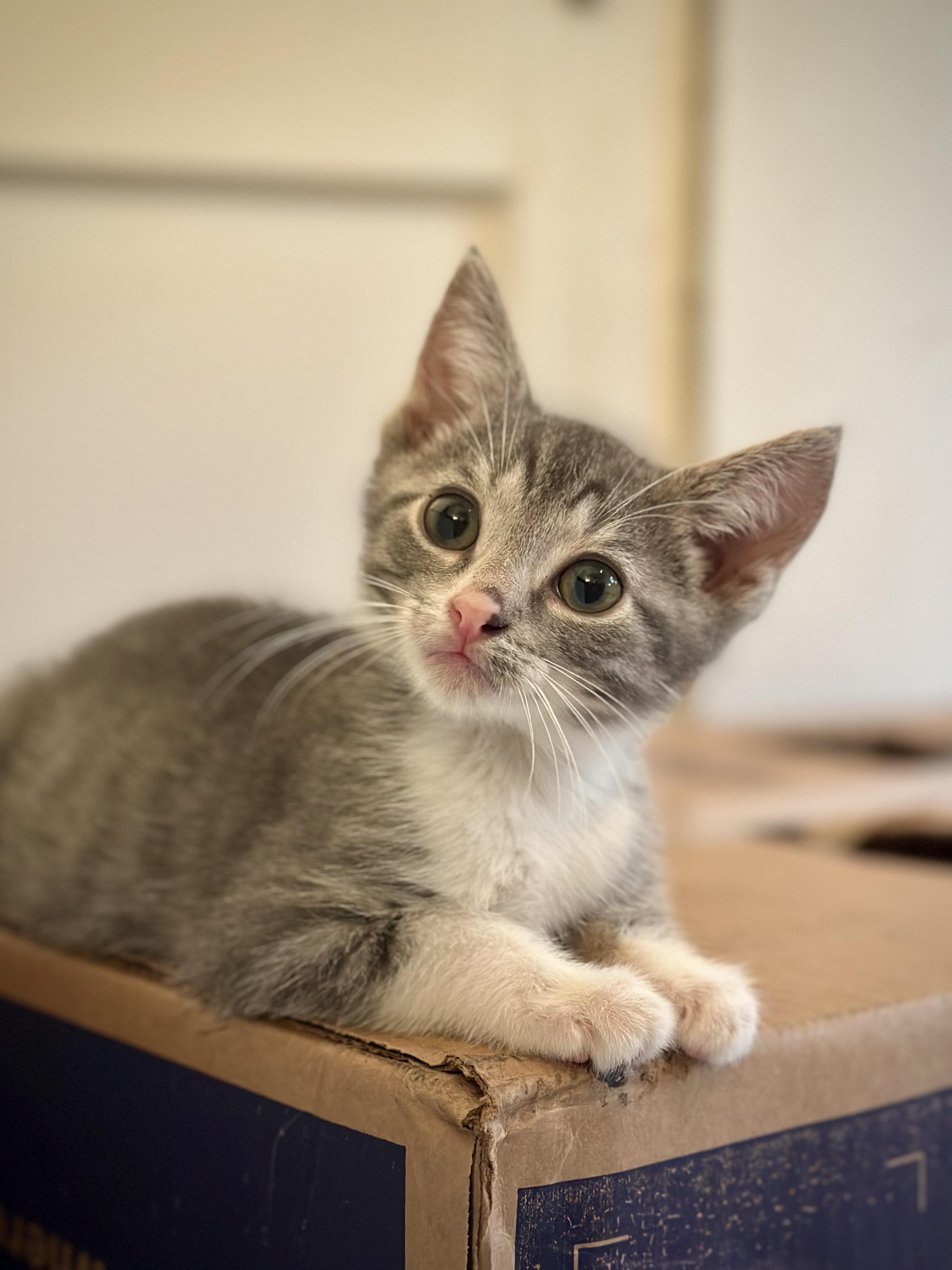 Nigel, adopted, Kitten Male Domestic Short Hair.