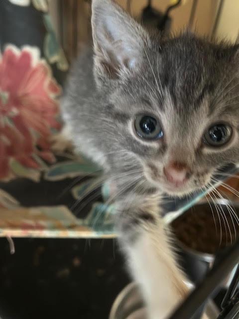 Enlarge Nigel, a ADOPTABLE Domestic Short Hair in Suffolk, VA image 3/6