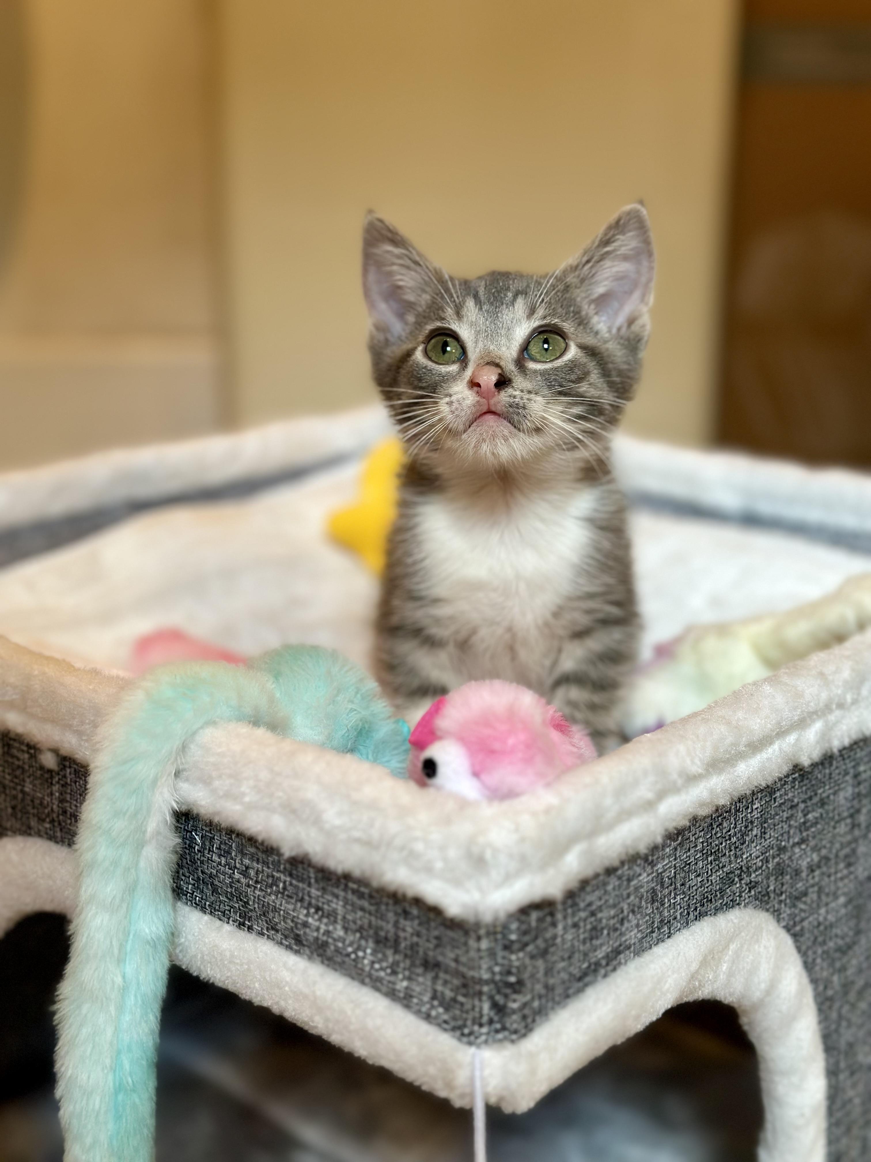 Nigel, an adopted Domestic Short Hair in Suffolk, VA image 6/6