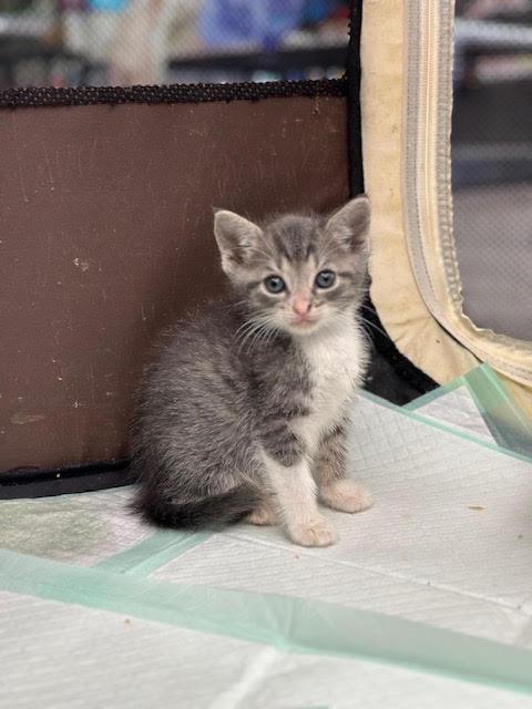 Nigel, ADOPTABLE, Kitten Male Domestic Short Hair.