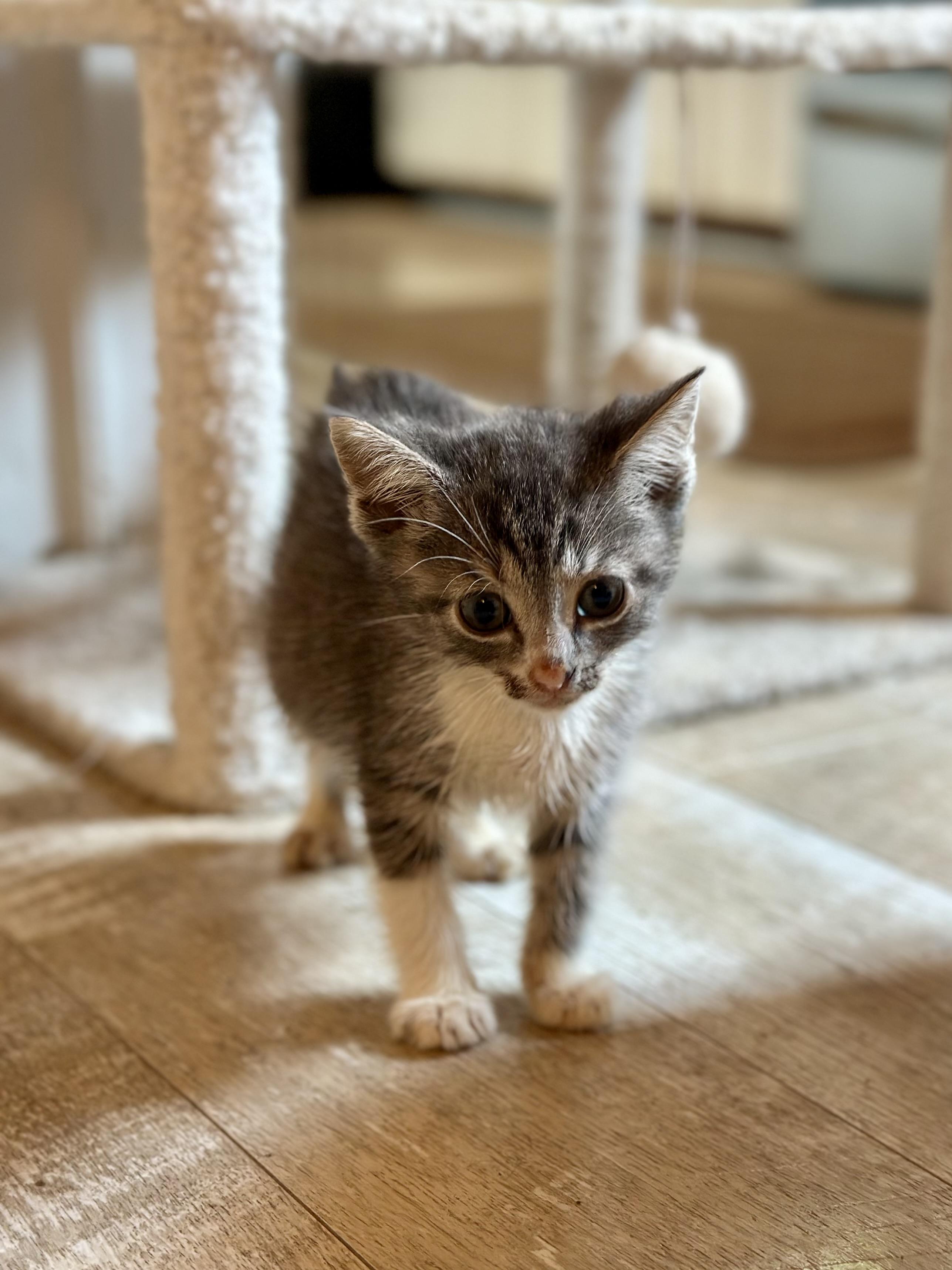Enlarge Nigel, a ADOPTABLE Domestic Short Hair in Suffolk, VA image 2/6