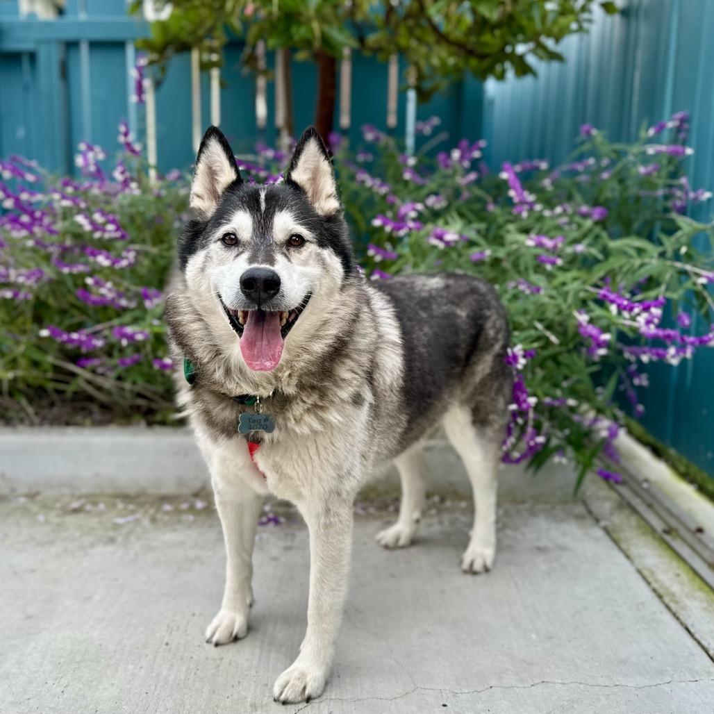 Malcolm, Adoptable, Senior Male Husky.