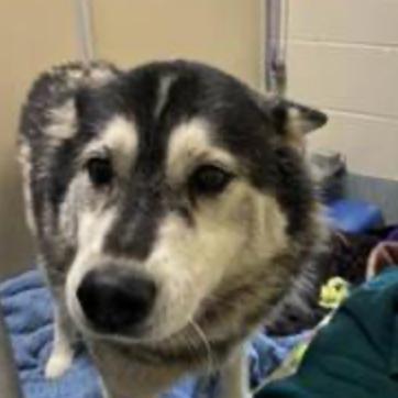 Malcolm, a Adoptable Husky in Pacific Grove, CA image 2/6