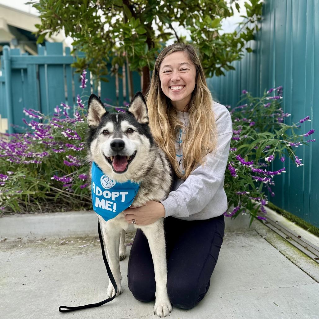 Malcolm, a Adoptable Husky in Pacific Grove, CA image 3/6