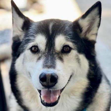 Malcolm, a Adoptable Husky in Pacific Grove, CA image 4/6