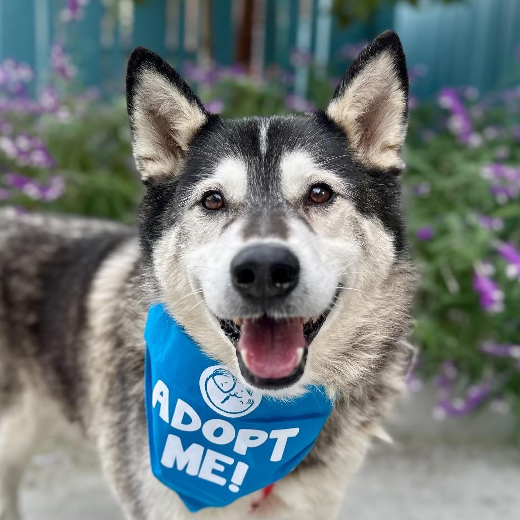 Malcolm, a Adoptable Husky in Pacific Grove, CA image 5/6