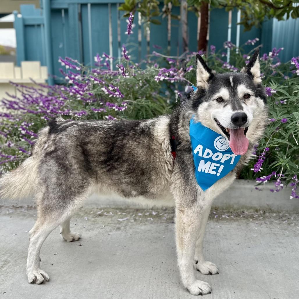 Malcolm, a Adoptable Husky in Pacific Grove, CA image 6/6