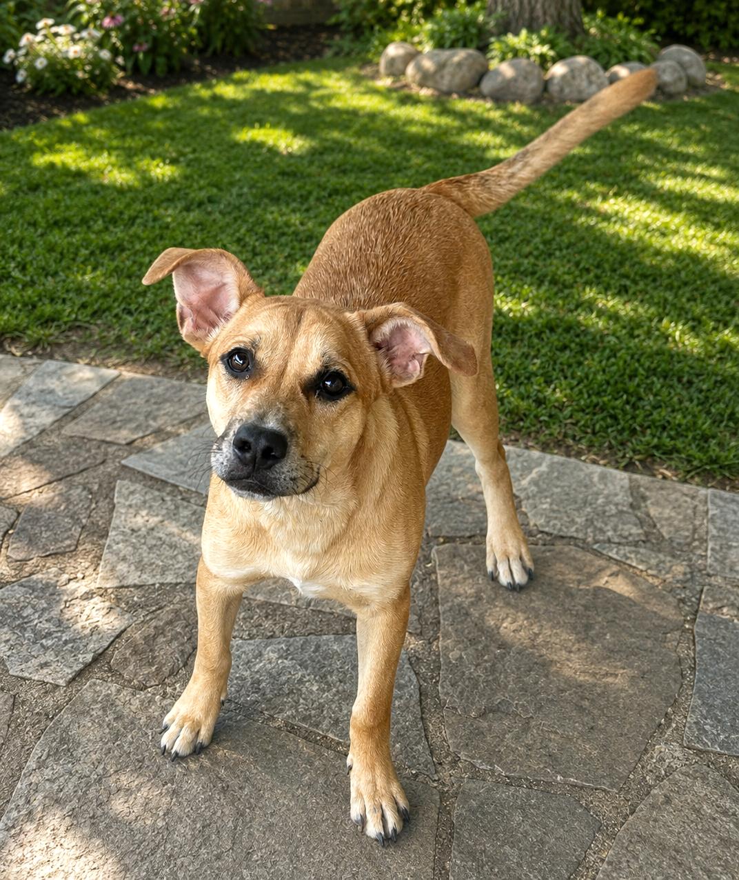 DOC, Adoptable, Young Male Mixed Breed.