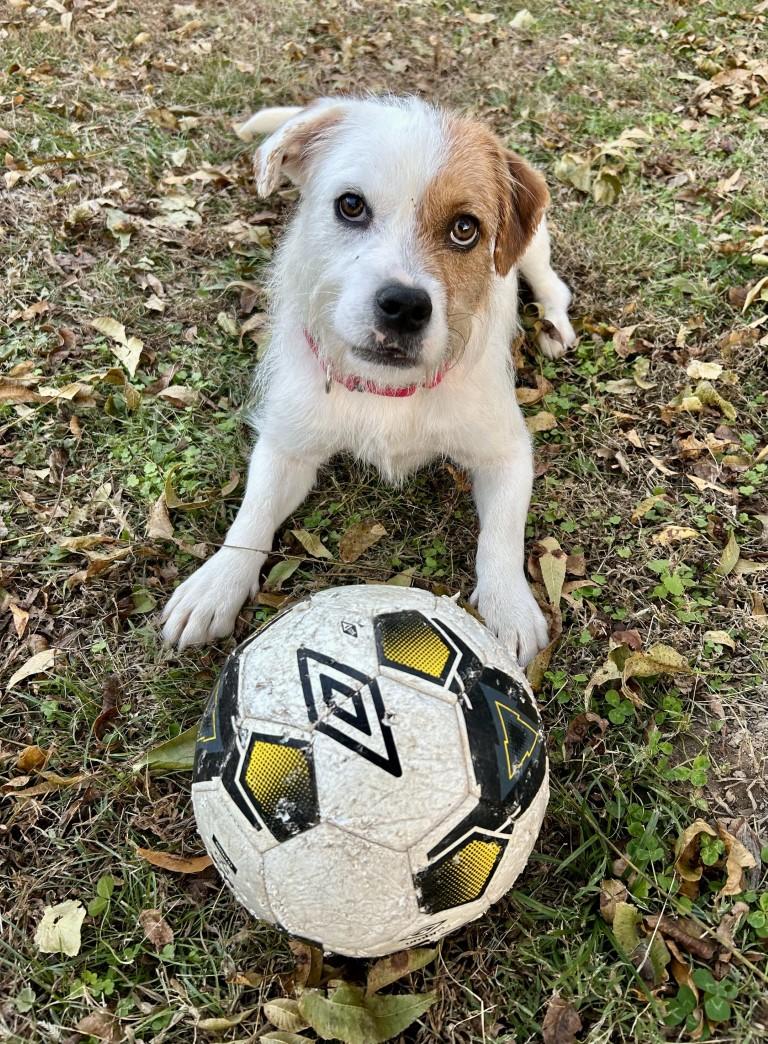Enlarge Ziggy, a ADOPTABLE mixed breed in White Plains, NY image 2/5