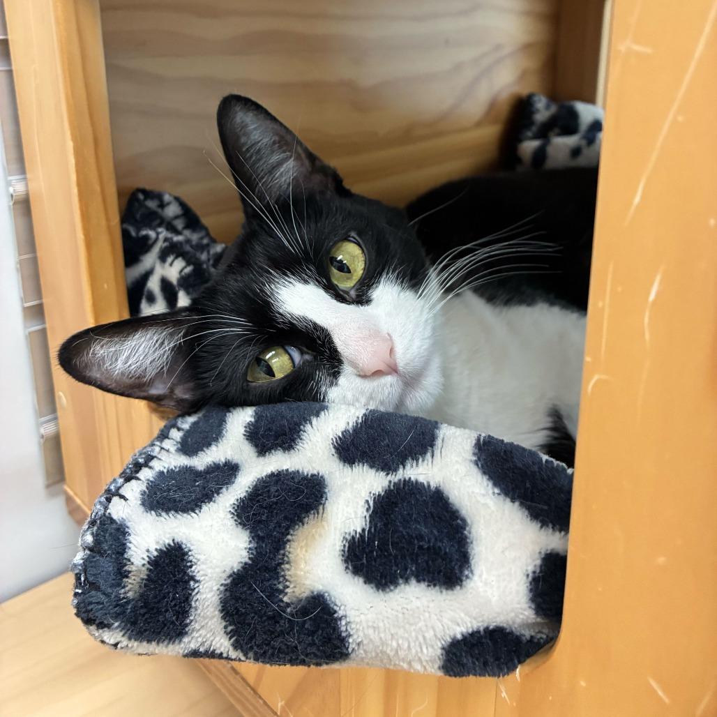 Jackie (c2026), Adoptable, Young Female Domestic Short Hair.