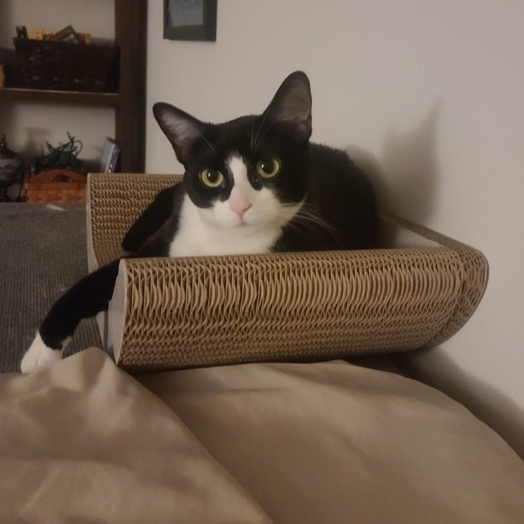 Enlarge Jackie (c2026), a Adoptable Domestic Short Hair in Skokie, IL image 2/6