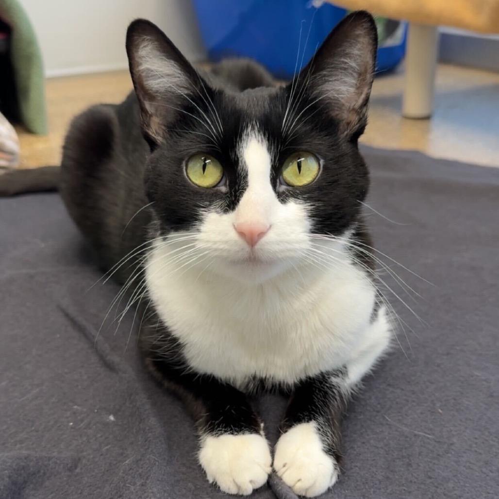 Enlarge Jackie (c2026), a Adoptable Domestic Short Hair in Skokie, IL image 4/6