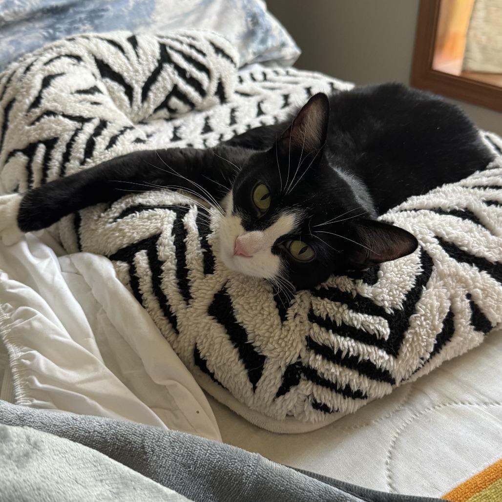 Jackie (c2026), a Adoptable Domestic Short Hair in Skokie, IL image 3/6