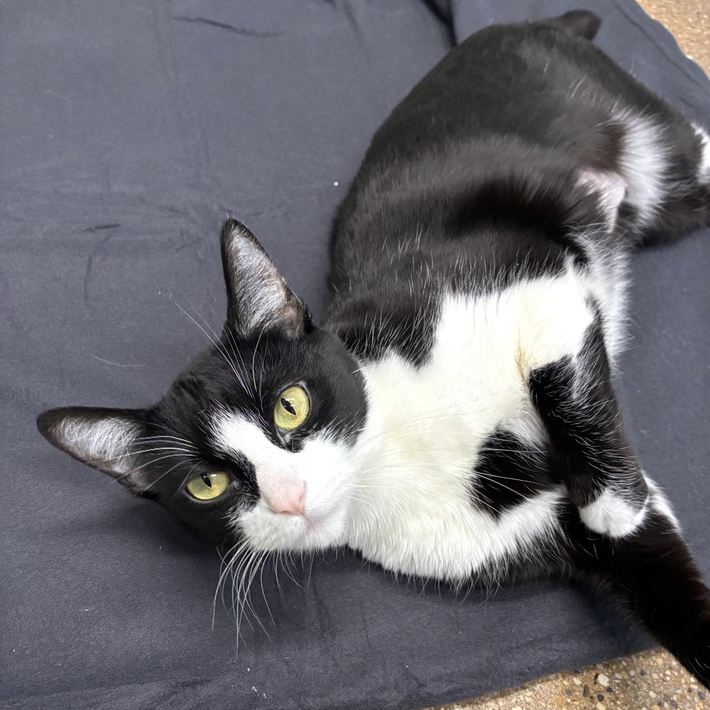 Enlarge Jackie (c2026), a Adoptable Domestic Short Hair in Skokie, IL image 4/6