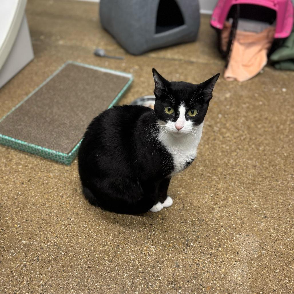 Enlarge Jackie (c2026), a Adoptable Domestic Short Hair in Skokie, IL image 5/6