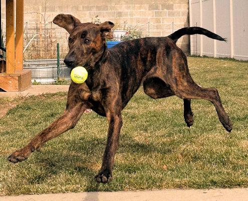 Enlarge Winslow (UT), a ADOPTABLE Plott Hound in Jackson, CA image 4/5