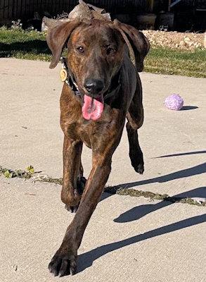 Enlarge Winslow (UT), a ADOPTABLE Plott Hound in Jackson, CA image 5/5