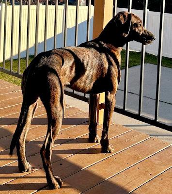 Enlarge Winslow (UT), a ADOPTABLE Plott Hound in Jackson, CA image 3/5