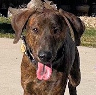 Enlarge Winslow (UT), a ADOPTABLE Plott Hound in Jackson, CA image 1/5