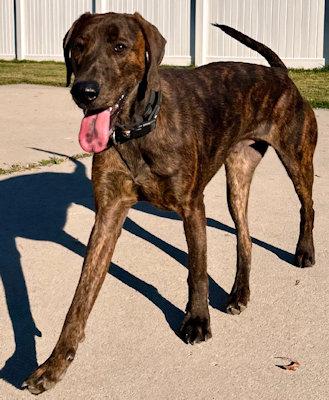 Enlarge Winslow (UT), a ADOPTABLE Plott Hound in Jackson, CA image 2/5