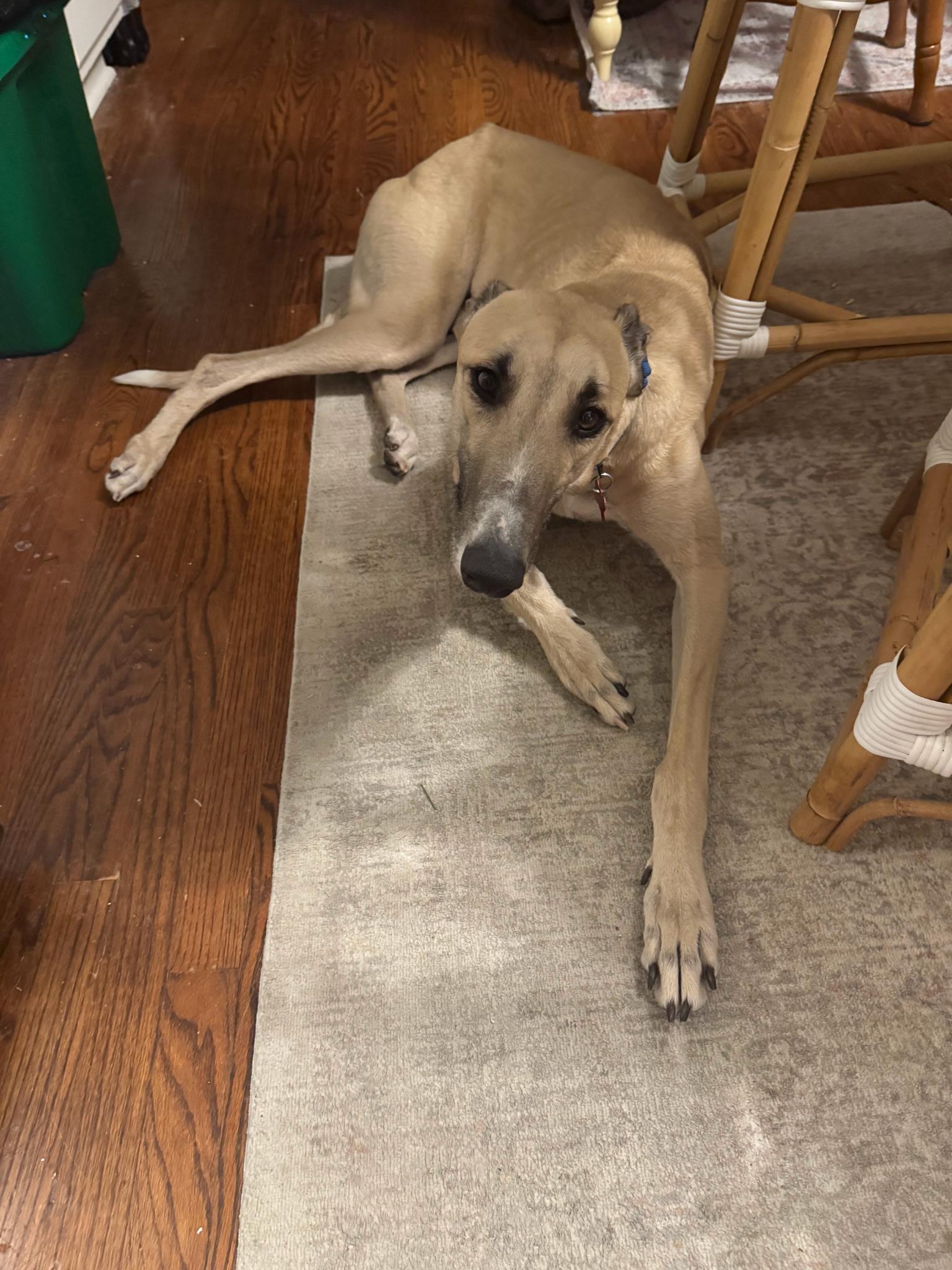 Enlarge Alan, an adopted Greyhound in Bondurant, IA image 2/2