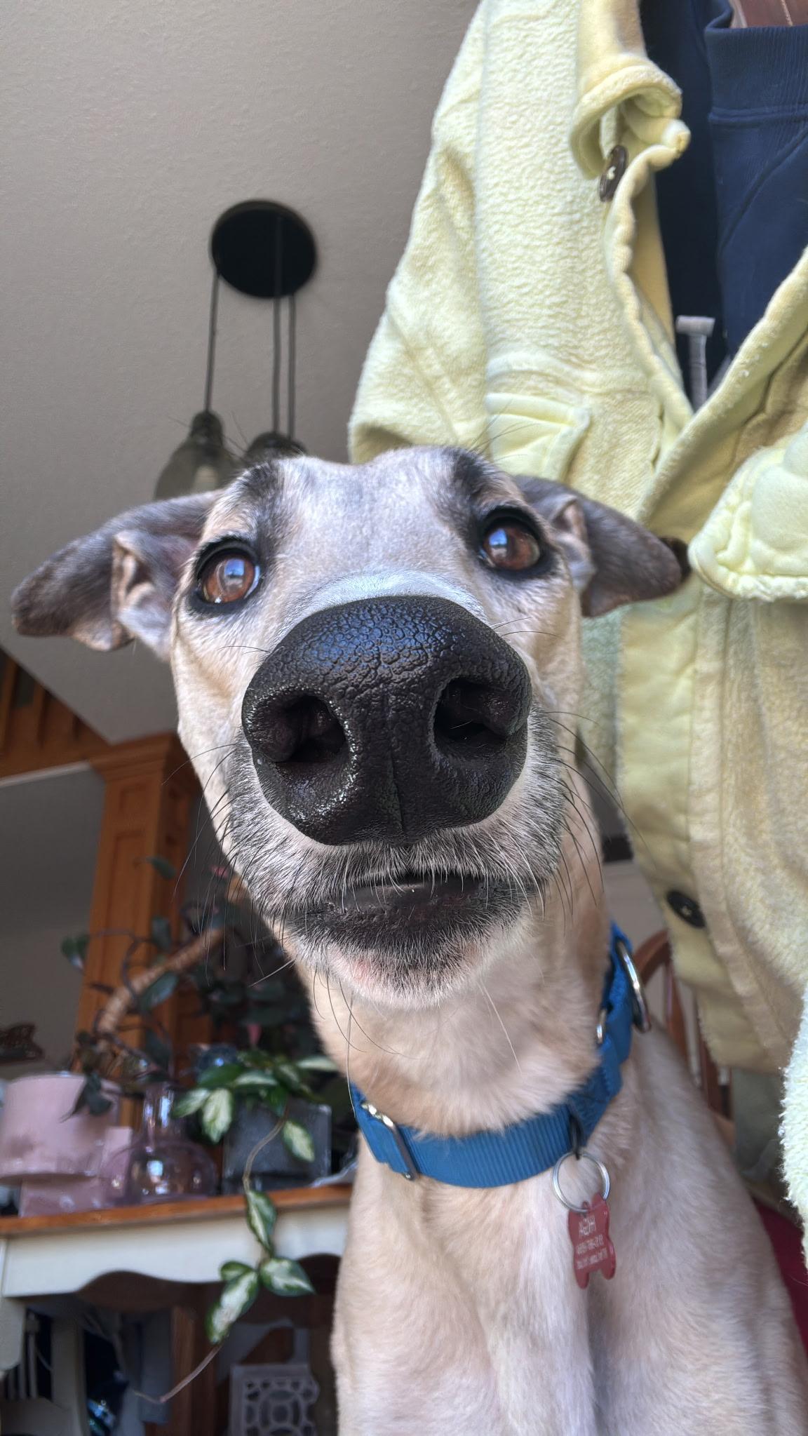 Enlarge Alan, an adopted Greyhound in Bondurant, IA image 1/2