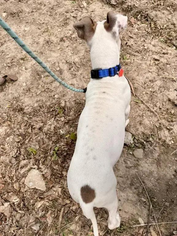 Bandit, a Adoptable mixed breed in Grand Rapids, MI image 2/4