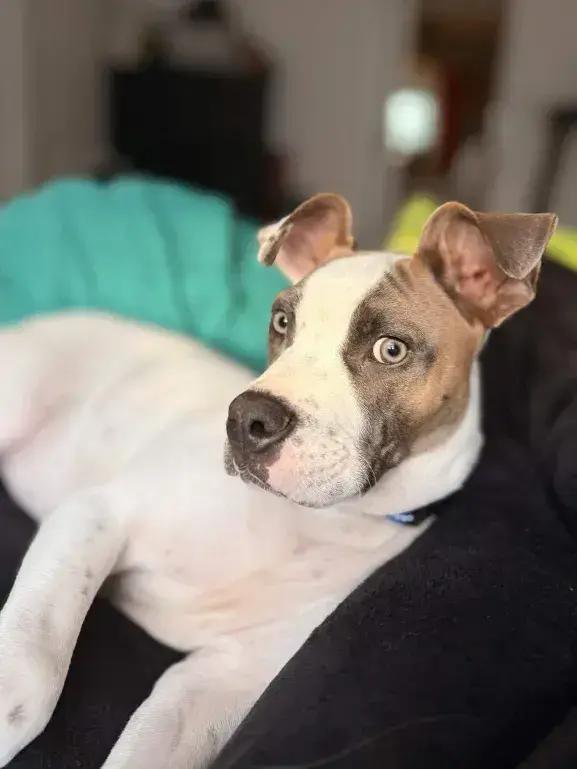 Bandit, a Adoptable mixed breed in Grand Rapids, MI image 4/4