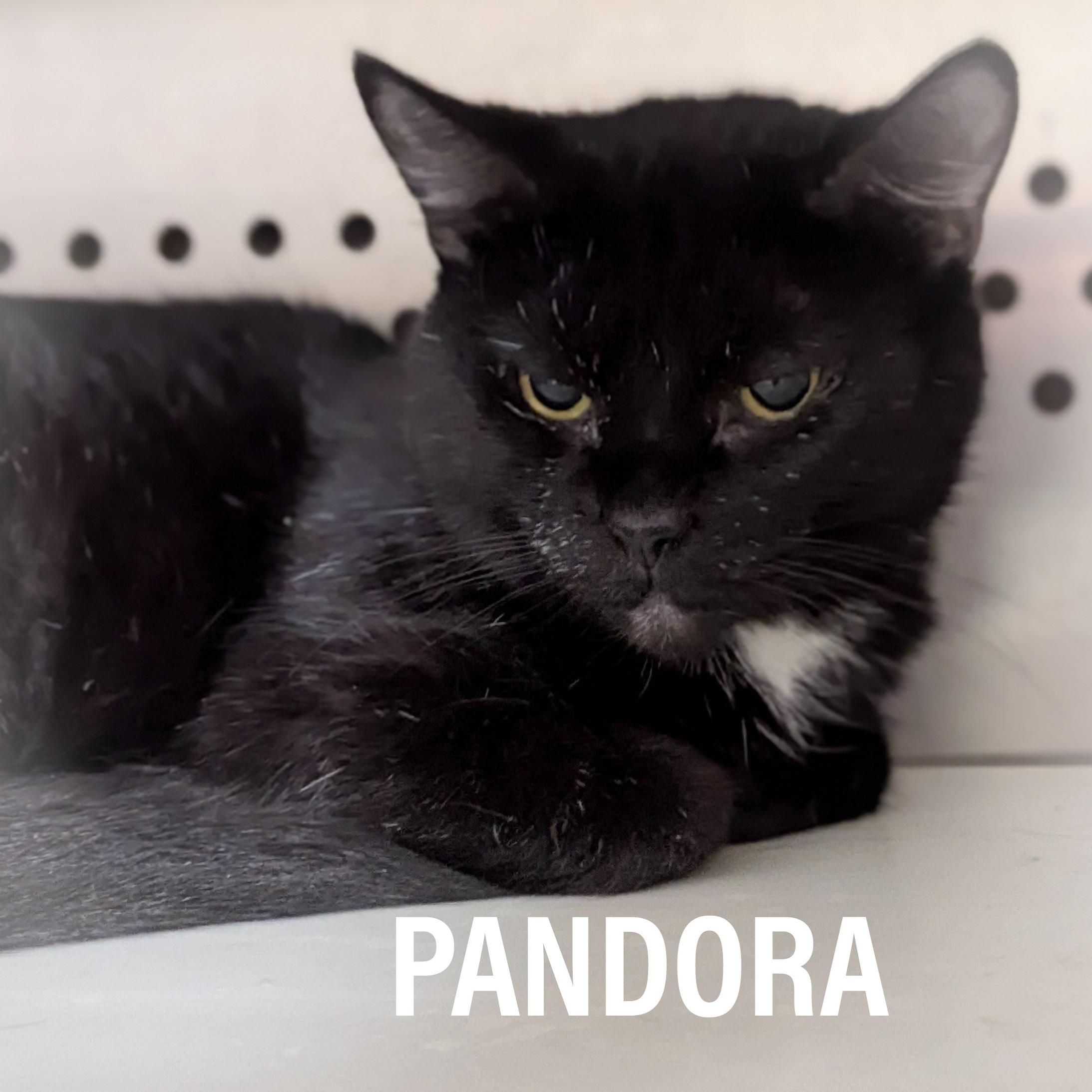 PANDORA, a Adoptable mixed breed in Griffith, IN image 1/4